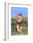 Lion (Panthera Leo) on Patrol, Mountain Zebra National Park, Eastern Cape, South Africa, Africa-Ann and Steve Toon-Framed Photographic Print