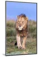 Lion (Panthera Leo) on Patrol, Mountain Zebra National Park, Eastern Cape, South Africa, Africa-Ann and Steve Toon-Mounted Photographic Print