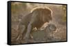 Lion (Panthera leo) pair mating, Kruger National Park, South Africa, Africa-James Hager-Framed Stretched Canvas