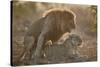 Lion (Panthera leo) pair mating, Kruger National Park, South Africa, Africa-James Hager-Stretched Canvas