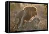 Lion (Panthera leo) pair mating, Kruger National Park, South Africa, Africa-James Hager-Framed Stretched Canvas