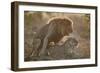 Lion (Panthera leo) pair mating, Kruger National Park, South Africa, Africa-James Hager-Framed Photographic Print