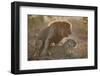 Lion (Panthera leo) pair mating, Kruger National Park, South Africa, Africa-James Hager-Framed Photographic Print