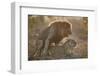 Lion (Panthera leo) pair mating, Kruger National Park, South Africa, Africa-James Hager-Framed Photographic Print