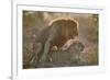 Lion (Panthera leo) pair mating, Kruger National Park, South Africa, Africa-James Hager-Framed Photographic Print