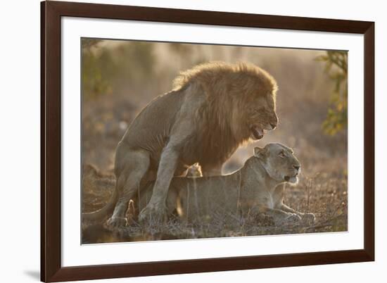 Lion (Panthera leo) pair mating, Kruger National Park, South Africa, Africa-James Hager-Framed Photographic Print