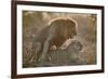 Lion (Panthera leo) pair mating, Kruger National Park, South Africa, Africa-James Hager-Framed Photographic Print