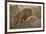 Lion (Panthera leo) pair mating, Kruger National Park, South Africa, Africa-James Hager-Framed Photographic Print