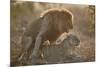 Lion (Panthera leo) pair mating, Kruger National Park, South Africa, Africa-James Hager-Mounted Photographic Print