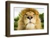 Lion (Panthera leo) portrait, looking proud, Captive-Paul Williams-Framed Photographic Print