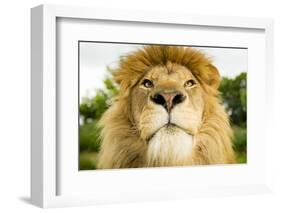 Lion (Panthera leo) portrait, looking proud, Captive-Paul Williams-Framed Photographic Print