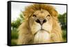 Lion (Panthera leo) portrait, looking proud, Captive-Paul Williams-Framed Stretched Canvas