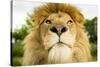 Lion (Panthera leo) portrait, looking proud, Captive-Paul Williams-Stretched Canvas