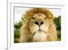 Lion (Panthera leo) portrait, looking proud, Captive-Paul Williams-Framed Photographic Print