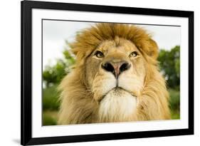 Lion (Panthera leo) portrait, looking proud, Captive-Paul Williams-Framed Photographic Print