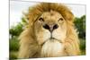 Lion (Panthera leo) portrait, looking proud, Captive-Paul Williams-Mounted Photographic Print