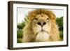 Lion (Panthera leo) portrait, looking proud, Captive-Paul Williams-Framed Photographic Print