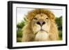 Lion (Panthera leo) portrait, looking proud, Captive-Paul Williams-Framed Photographic Print