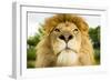 Lion (Panthera leo) portrait, looking proud, Captive-Paul Williams-Framed Photographic Print