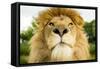 Lion (Panthera leo) portrait, looking proud, Captive-Paul Williams-Framed Stretched Canvas