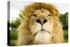 Lion (Panthera leo) portrait, looking proud, Captive-Paul Williams-Stretched Canvas