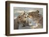 Lion (Panthera Leo), Pride Members Grooming, Kgalagadi Transfrontier Park-Ann and Steve Toon-Framed Photographic Print