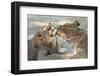 Lion (Panthera Leo), Pride Members Grooming, Kgalagadi Transfrontier Park-Ann and Steve Toon-Framed Photographic Print