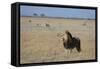 Lion (Panthera leo), Savuti, Chobe National Park, Botswana, Africa-Sergio Pitamitz-Framed Stretched Canvas