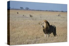 Lion (Panthera leo), Savuti, Chobe National Park, Botswana, Africa-Sergio Pitamitz-Stretched Canvas