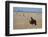 Lion (Panthera leo), Savuti, Chobe National Park, Botswana, Africa-Sergio Pitamitz-Framed Photographic Print