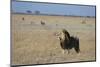 Lion (Panthera leo), Savuti, Chobe National Park, Botswana, Africa-Sergio Pitamitz-Mounted Photographic Print