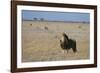 Lion (Panthera leo), Savuti, Chobe National Park, Botswana, Africa-Sergio Pitamitz-Framed Photographic Print