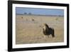 Lion (Panthera leo), Savuti, Chobe National Park, Botswana, Africa-Sergio Pitamitz-Framed Photographic Print