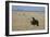 Lion (Panthera leo), Savuti, Chobe National Park, Botswana, Africa-Sergio Pitamitz-Framed Photographic Print