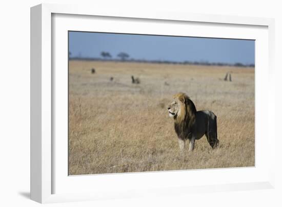 Lion (Panthera leo), Savuti, Chobe National Park, Botswana, Africa-Sergio Pitamitz-Framed Photographic Print