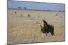 Lion (Panthera leo), Savuti, Chobe National Park, Botswana, Africa-Sergio Pitamitz-Mounted Photographic Print