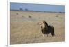 Lion (Panthera leo), Savuti, Chobe National Park, Botswana, Africa-Sergio Pitamitz-Framed Photographic Print