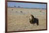 Lion (Panthera leo), Savuti, Chobe National Park, Botswana, Africa-Sergio Pitamitz-Framed Photographic Print