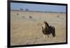 Lion (Panthera leo), Savuti, Chobe National Park, Botswana, Africa-Sergio Pitamitz-Framed Photographic Print