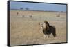 Lion (Panthera leo), Savuti, Chobe National Park, Botswana, Africa-Sergio Pitamitz-Framed Stretched Canvas