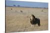 Lion (Panthera leo), Savuti, Chobe National Park, Botswana, Africa-Sergio Pitamitz-Stretched Canvas