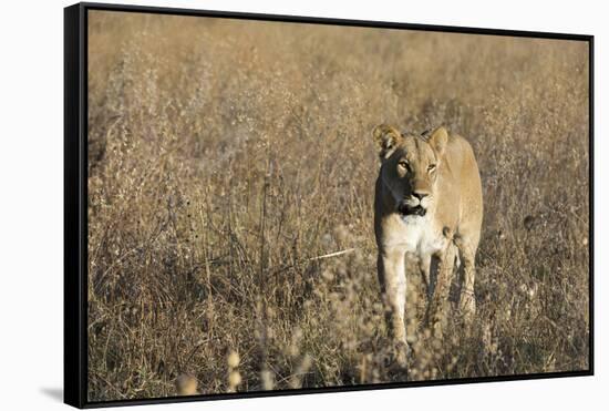 Lion (Panthera leo), Savuti, Chobe National Park, Botswana, Africa-Sergio Pitamitz-Framed Stretched Canvas