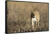 Lion (Panthera leo), Savuti, Chobe National Park, Botswana, Africa-Sergio Pitamitz-Framed Stretched Canvas