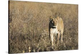 Lion (Panthera leo), Savuti, Chobe National Park, Botswana, Africa-Sergio Pitamitz-Stretched Canvas