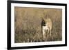 Lion (Panthera leo), Savuti, Chobe National Park, Botswana, Africa-Sergio Pitamitz-Framed Photographic Print