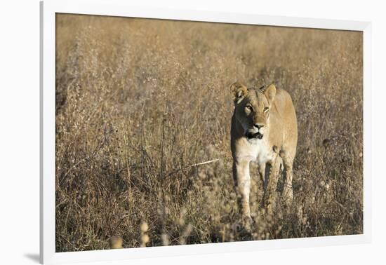 Lion (Panthera leo), Savuti, Chobe National Park, Botswana, Africa-Sergio Pitamitz-Framed Photographic Print