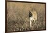 Lion (Panthera leo), Savuti, Chobe National Park, Botswana, Africa-Sergio Pitamitz-Framed Photographic Print