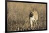 Lion (Panthera leo), Savuti, Chobe National Park, Botswana, Africa-Sergio Pitamitz-Framed Photographic Print