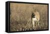 Lion (Panthera leo), Savuti, Chobe National Park, Botswana, Africa-Sergio Pitamitz-Framed Stretched Canvas