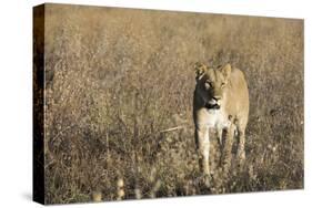 Lion (Panthera leo), Savuti, Chobe National Park, Botswana, Africa-Sergio Pitamitz-Stretched Canvas